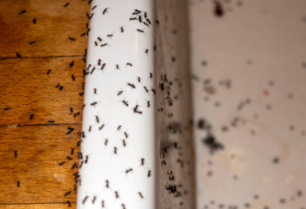 Best Wildlife Control Services  in Grandy, NC