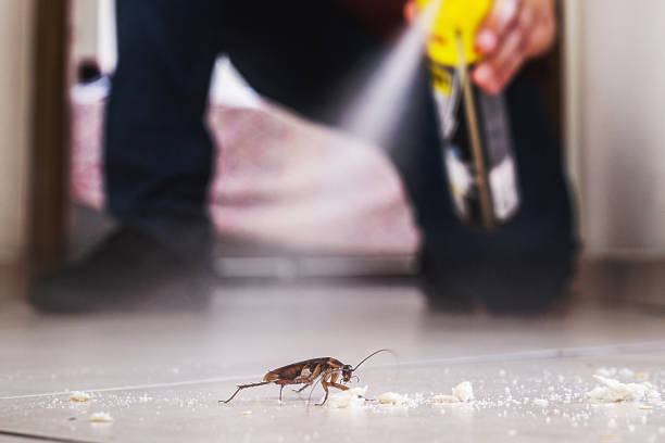 Best Insect Control  in Grandy, NC