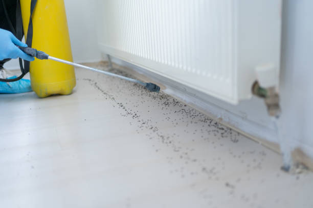 Best Wasp Removal Services  in Grandy, NC
